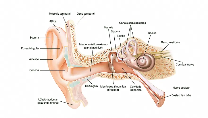 Como funciona o tímpano?